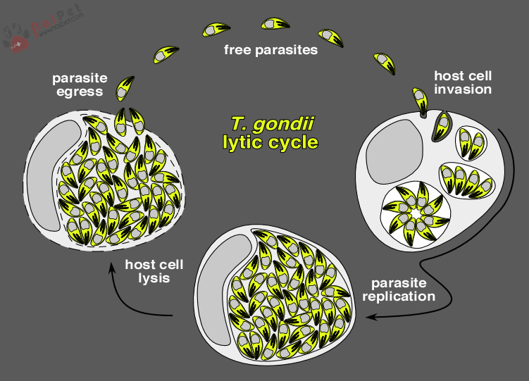 benh-cua-meo-lay-sang-nguoi-Toxoplasmosis-1