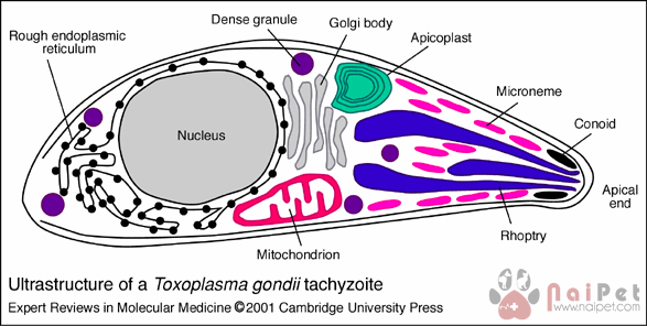 benh-cua-meo-lay-sang-nguoi-Toxoplasmosis-2