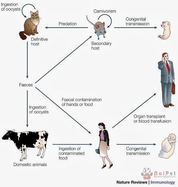 benh-cua-meo-lay-sang-nguoi-Toxoplasmosis