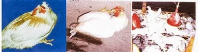 benh-dich-ta-ga-newcastle-disease-benh-dich-ta-ga-newcastle-disease 1