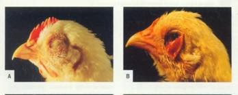 benh-dich-ta-ga-newcastle-disease-benh-dich-ta-ga-newcastle-disease 7