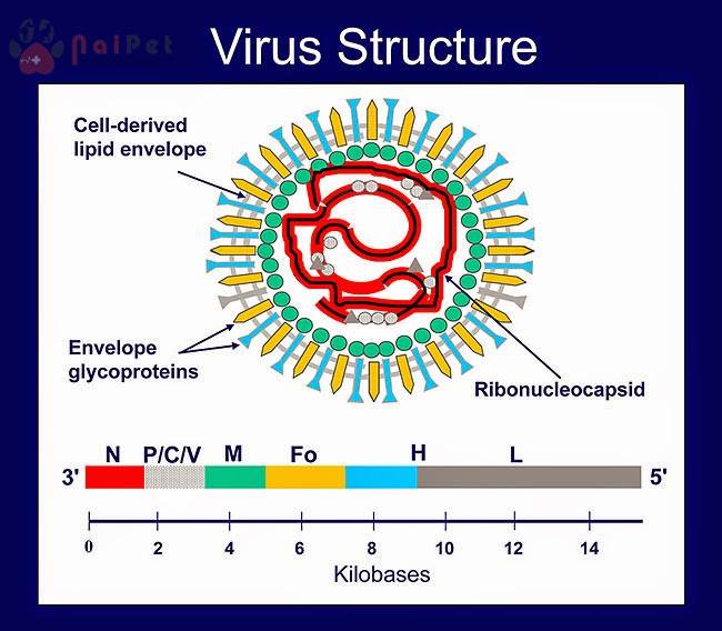 benh-dich-ta-trau-bo-pestis-bovium-rinderpest 1