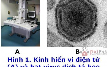 Bệnh Do Virus Gây Ra Trên Heo benh-do-virus-gay-ra-tren-heo 1