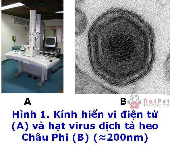 benh-do-virus-gay-ra-tren-heo 1