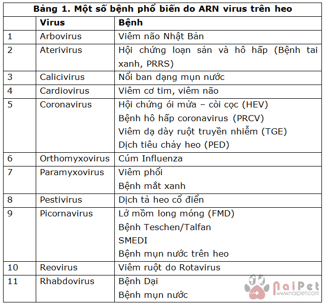 benh-do-virus-gay-ra-tren-heo 2