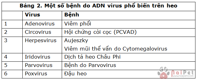 benh-do-virus-gay-ra-tren-heo 3