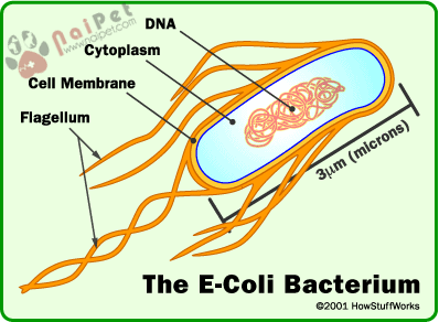 benh-e-coli-o-ga-E-Coli-Disease