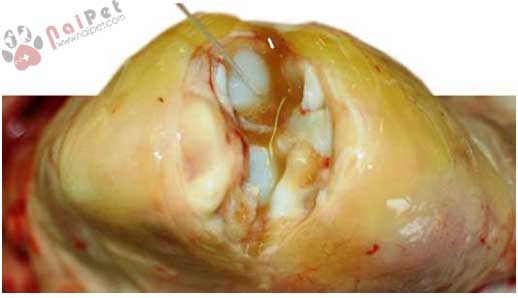 benh-glasser-o-heo-do-haemophilus-parasuis 4