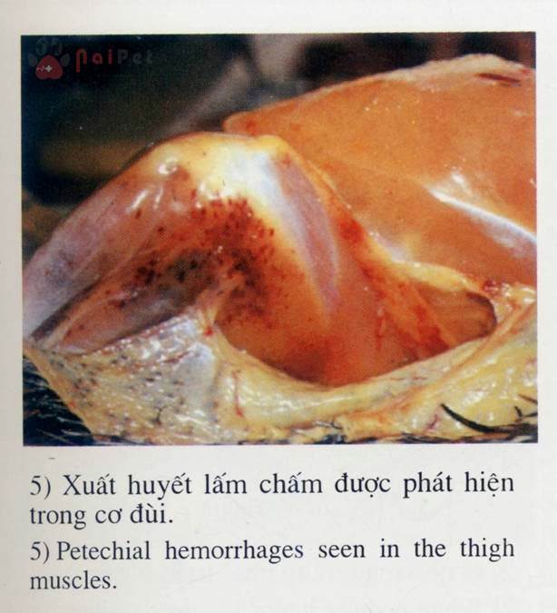 benh-gumboro-o-ga-infections-brusal-disease 6