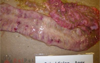 benh-hong-ly-do-xoan-khuan-brachyspira-o-heo 3