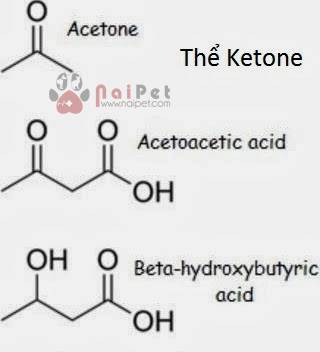 benh-ketosis-o-bo-sua 1