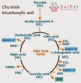 benh-ketosis-o-bo-sua