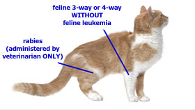 benh-leukemia-tren-meo-6