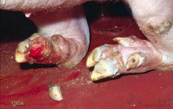 Bệnh Lở Mồm Long Móng FMD – Foot And Mouth Disease benh-lo-mom-long-mong-fmd-foot-and-mouth-disease