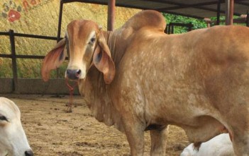 Bệnh Loét Da Quăn Tai Ở Trâu Bò benh-loet-da-quan-tai-o-trau-bo