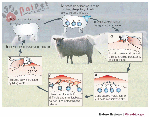 benh-luoi-xanh-o-trau-bo-bluetongue-virus-btv 1