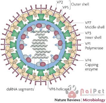 benh-luoi-xanh-o-trau-bo-bluetongue-virus-btv 2