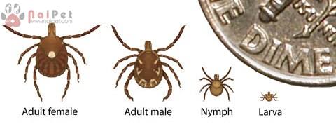 benh-lyme-o-cho-borrelia- burgdoferi-4