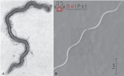 benh-lyme-o-cho-borrelia- burgdoferi