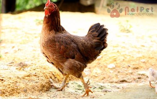 benh-marek-leucosis-phuong-phap-chan-doan-phan-biet-va-kiem-soat-3