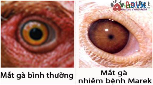 benh-marek-leucosis-phuong-phap-chan-doan-phan-biet-va-kiem-soat-4