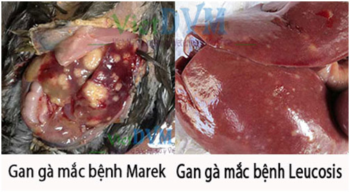 benh-marek-leucosis-phuong-phap-chan-doan-phan-biet-va-kiem-soat-5