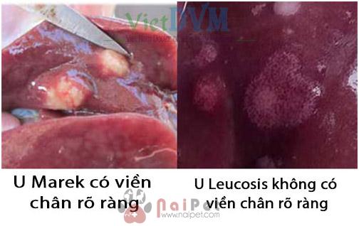 benh-marek-leucosis-phuong-phap-chan-doan-phan-biet-va-kiem-soat-6