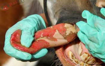 Bệnh Mụn Nước Ở Trâu, Bò, Ngựa, Heo – Vesicular Stomatitis benh-mun-nuoc-o-trau-bo-ngua-heo-vesicular-stomatitis 1