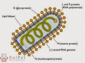 benh-mun-nuoc-o-trau-bo-ngua-heo-vesicular-stomatitis 2