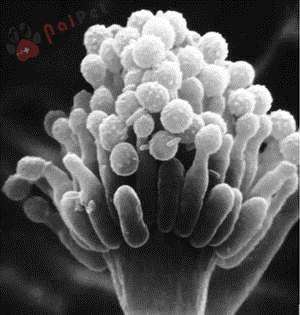 benh-nam-phoi-do-aspergillus-o-ga 1