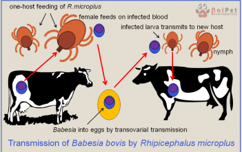 Bệnh Ngã Nước Ở Trâu Bò, Bệnh Do Trypanosoma Evansi benh-nga-nuoc-o-trau-bo-benh-do-trypanosoma-evansi