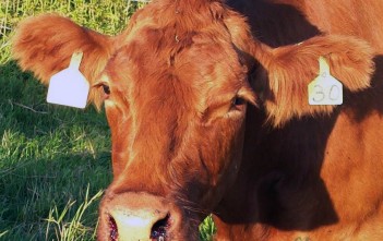 Bệnh Nhiệt Thán Ở Trâu Bò benh-nhiet-than-o-trau-bo