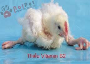 benh-suy-dinh-duong-o-ga-nutritional-deficiency-disorders1