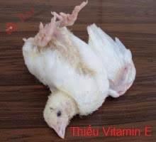 benh-suy-dinh-duong-o-ga-nutritional-deficiency-disorders2
