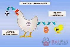 benh-thieu-mau-truyen-nhiem-ga-chicken-anaemia1