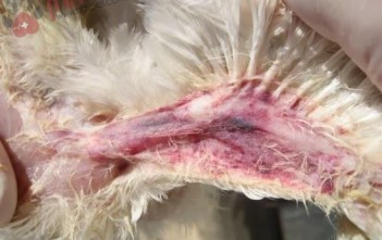 benh-thieu-mau-truyen-nhiem-ga-chicken-anaemia2