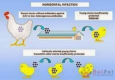 benh-thieu-mau-truyen-nhiem-ga-chicken-anaemia4