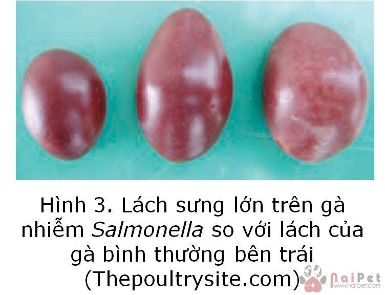 benh-thuong-han-o-gia-cam-1