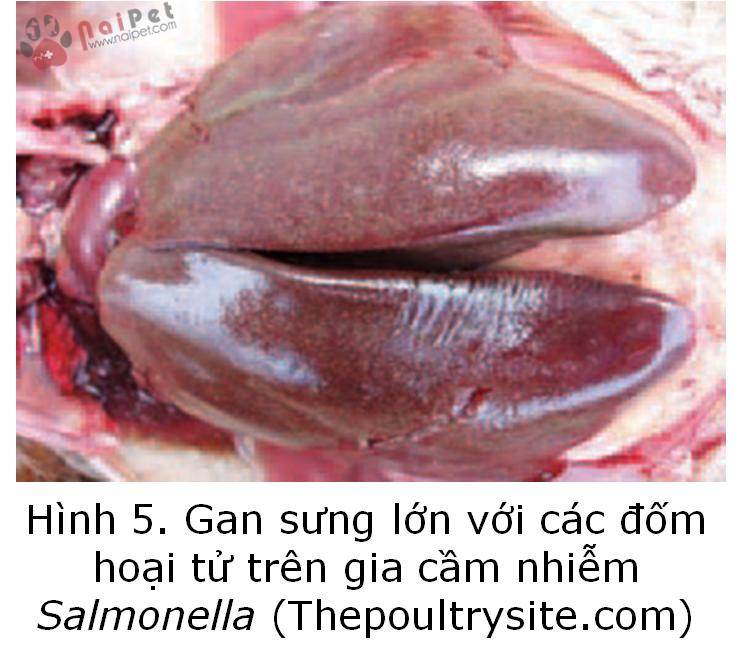 benh-thuong-han-o-gia-cam