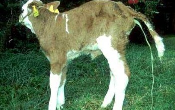 benh-tieu-chay-do-coronavirus-o-be-nghe