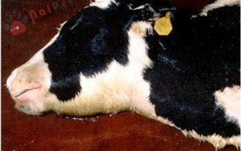 Bệnh Tụ Huyết Trùng Thể Bại Huyết Ở Trâu Bò benh-tu-huyet-trung-the-bai-huyet-o-trau-bo 1