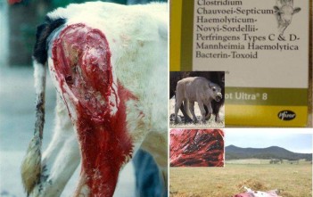 Bệnh Ung Khí Thán Ở Trâu Bò, Bệnh Cẳng Đen – Blackleg Disease benh-ung-khi-than-tren-trau-bo-benh-cang-den-blackleg-disease-benh-ung-khi-than-o-trau-bo-benh-cang-den-blackleg-disease