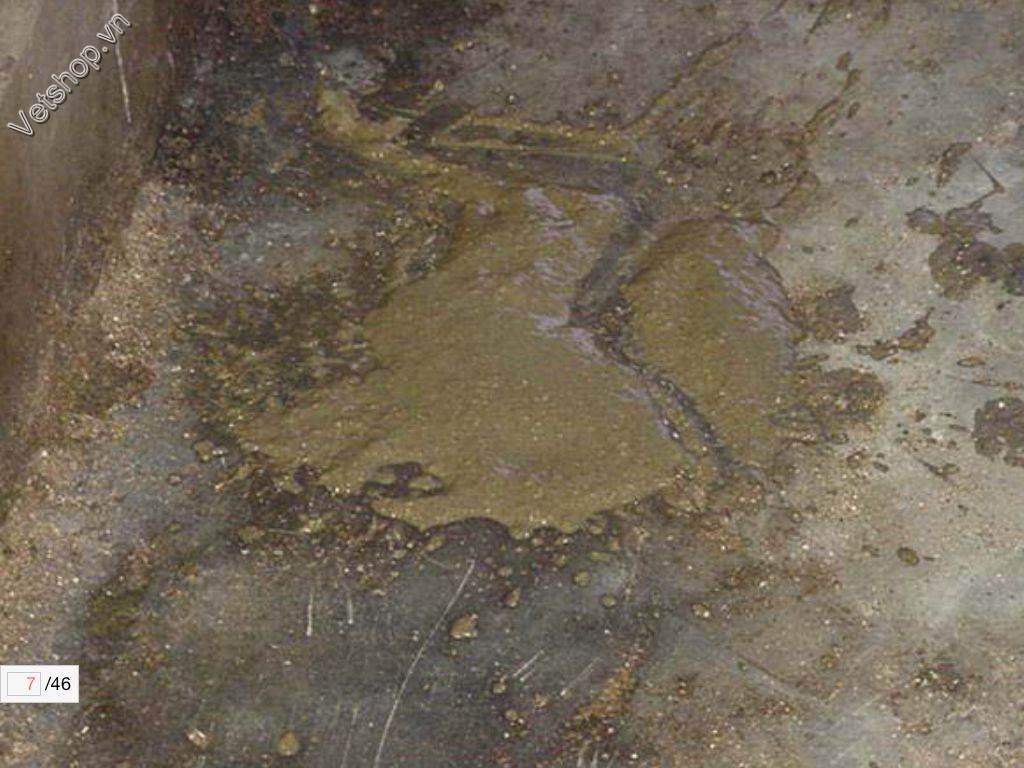 benh-viem-hoi-trang-do-lawsonia-intracellularis-o-heo 1