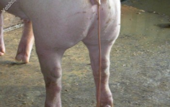 benh-viem-hoi-trang-do-lawsonia-intracellularis-o-heo 10