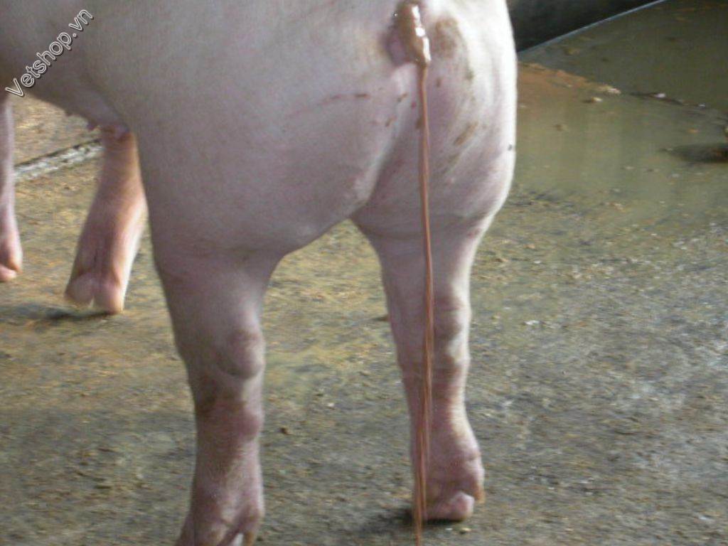 benh-viem-hoi-trang-do-lawsonia-intracellularis-o-heo 10