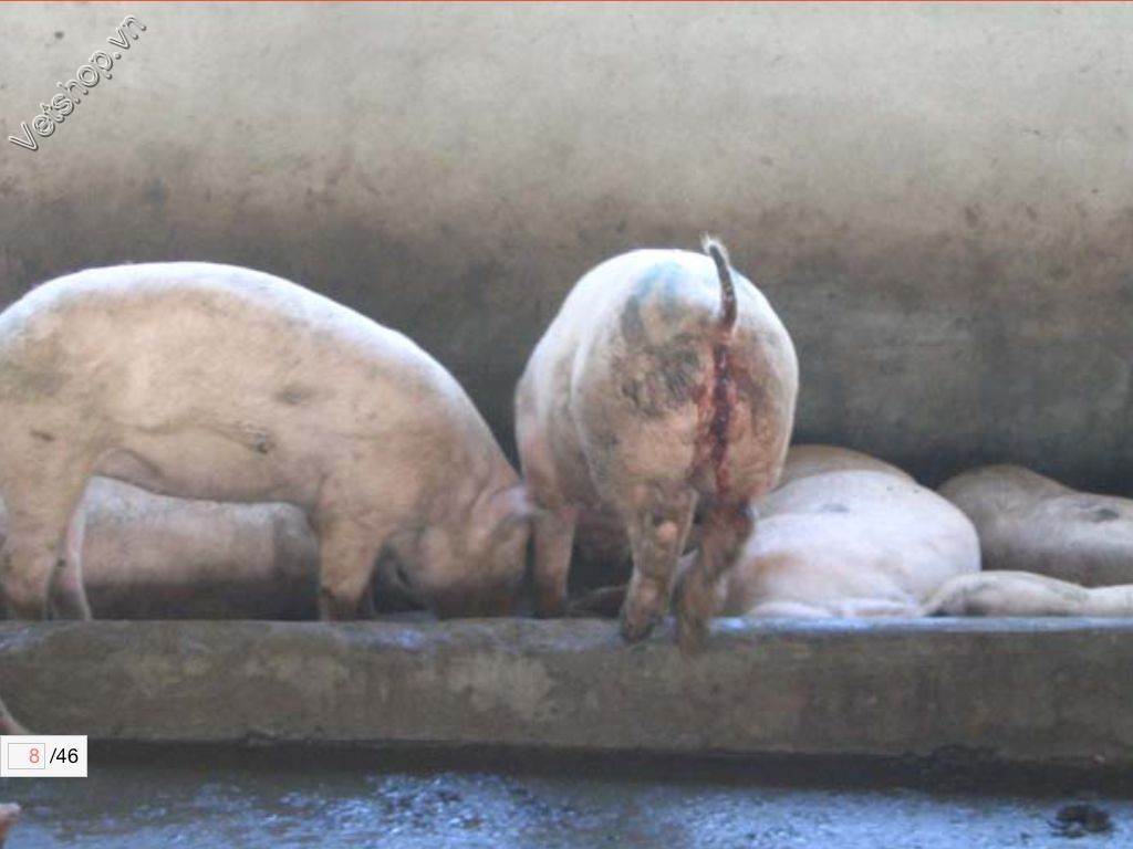 benh-viem-hoi-trang-do-lawsonia-intracellularis-o-heo 2