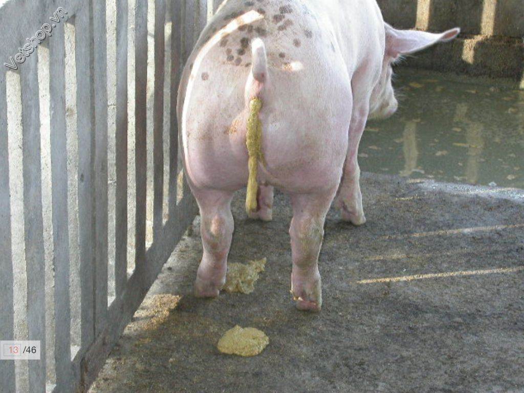 benh-viem-hoi-trang-do-lawsonia-intracellularis-o-heo 3