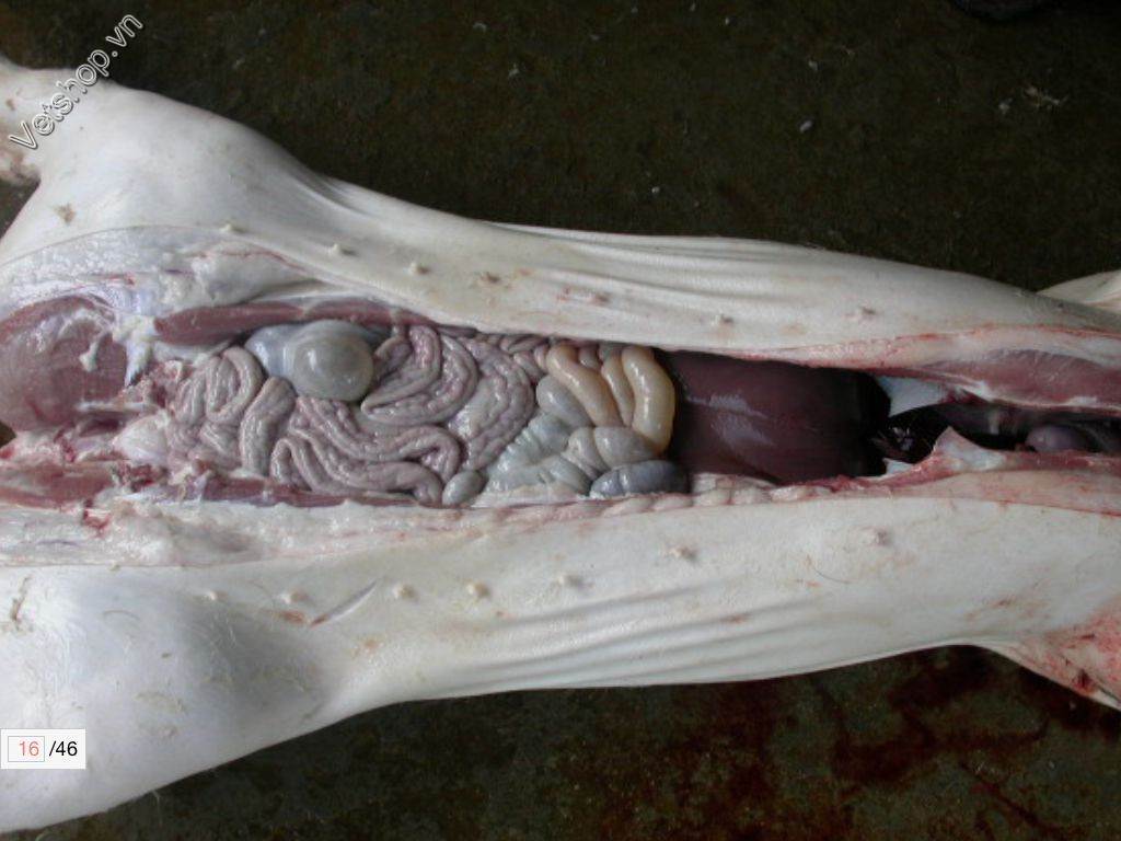 benh-viem-hoi-trang-do-lawsonia-intracellularis-o-heo 4