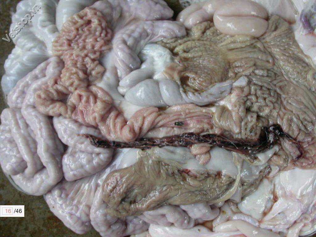benh-viem-hoi-trang-do-lawsonia-intracellularis-o-heo 5