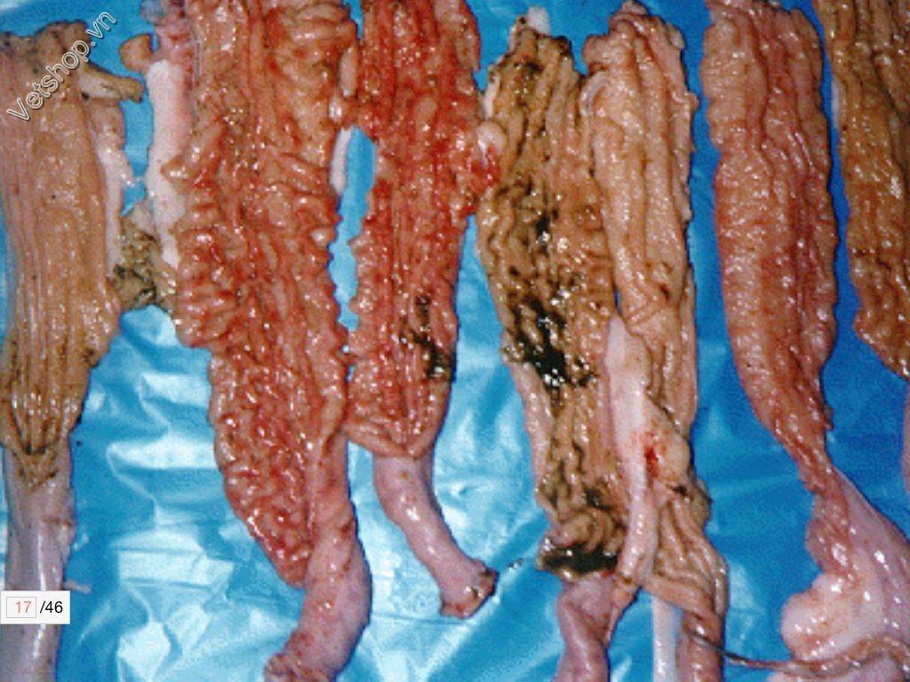 benh-viem-hoi-trang-do-lawsonia-intracellularis-o-heo 6